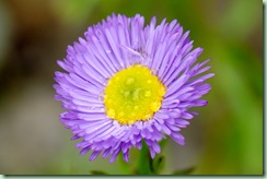 Erigeron hybrid ‘Azure Fairy’